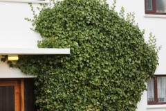 Hedera hibernica 2903122 (2)