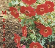 Geraniumminni